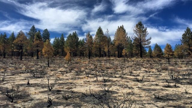 Екологи знайшли ключ до порятунку лісів на планеті- фото 495342