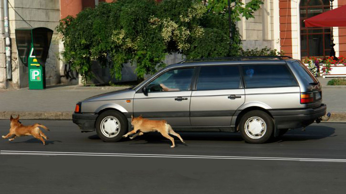 Чому собаки кидаються на машини: поясненні науковців - фото 1