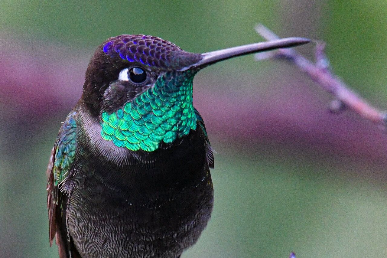 Науковці розповіли про дивовижну здатність колібрі