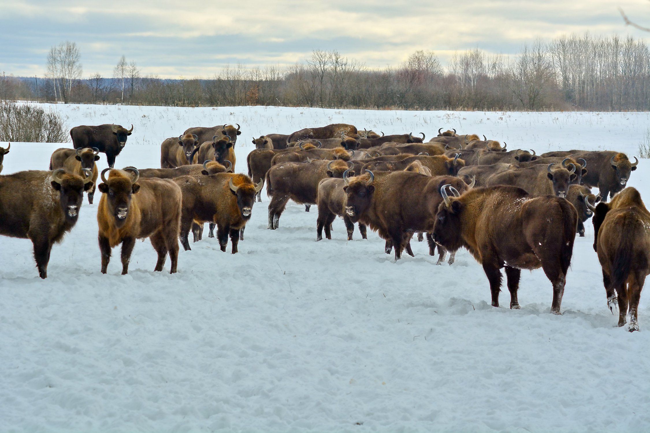 На Вінниччині помітили стадо зубрів, яке переходило дорогу: рідкісне відео