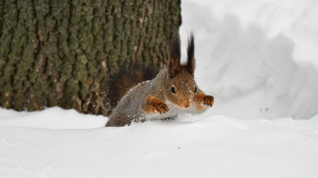 15 лютого 2023 – яке сьогодні свято: традиції, заборони і прикмети - фото 496131