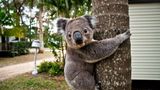 У всьому винні пожежі: коали потрапили до списку зникаючих видів