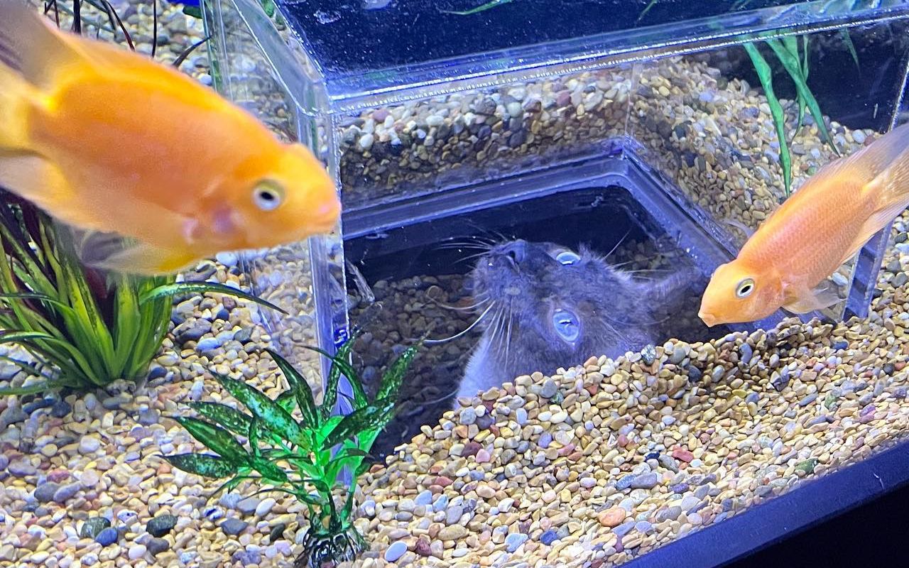 Господарі зробили для кота унікальний акваріум, щоб він міг милуватися рибками