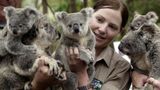 Цих сумчастих австралійських тварин визнали вимираючим видом: і мова не про кенгуру