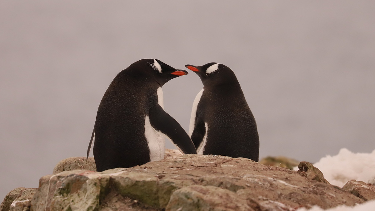 "Закохані" пінгвіни - фото 1