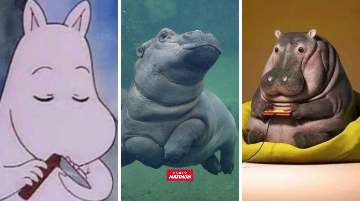Меми з бегемотом: 10 веселих картинок на всі випадки життя