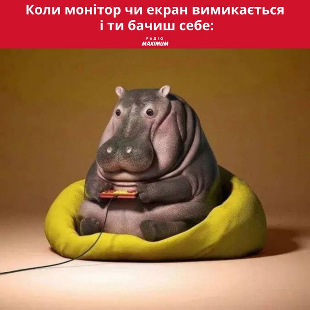 Меми з бегемотом: 10 веселих картинок на всі випадки життя - фото 496778