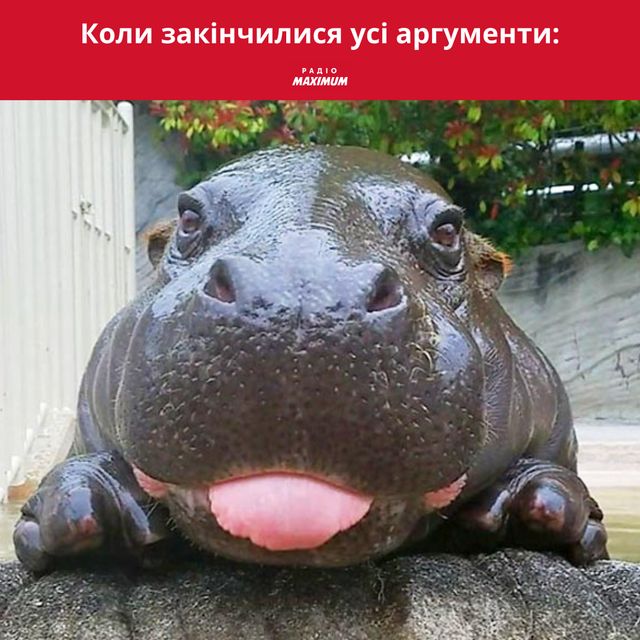 Меми з бегемотом: 10 веселих картинок на всі випадки життя - фото 496784