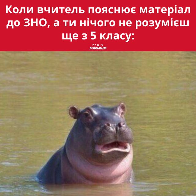 Меми з бегемотом: 10 веселих картинок на всі випадки життя - фото 496785