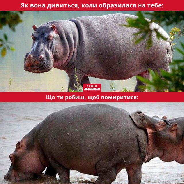 Меми з бегемотом: 10 веселих картинок на всі випадки життя - фото 496787