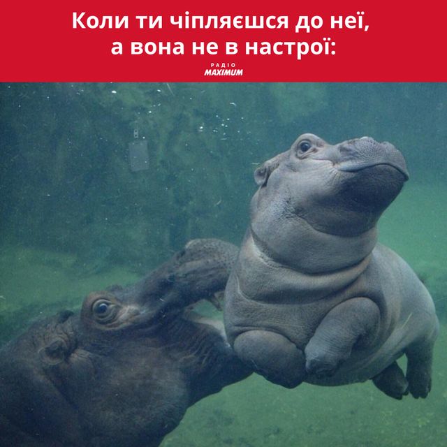 Меми з бегемотом: 10 веселих картинок на всі випадки життя - фото 496789