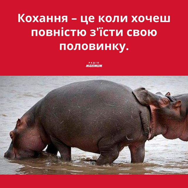 Меми з бегемотом: 10 веселих картинок на всі випадки життя - фото 496790