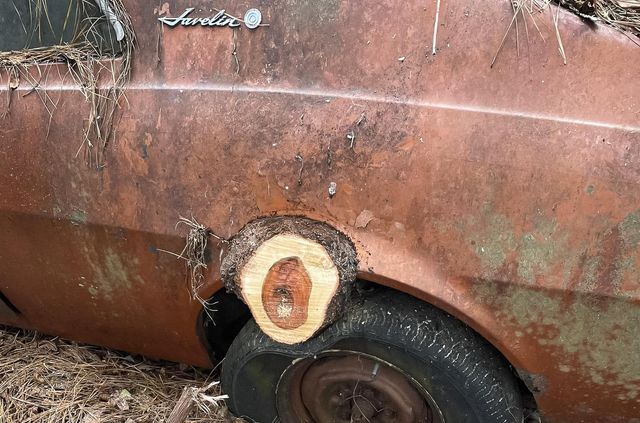 У США знайшли кладовище старих авто: крізь них буквально проросли дерева - фото 497358