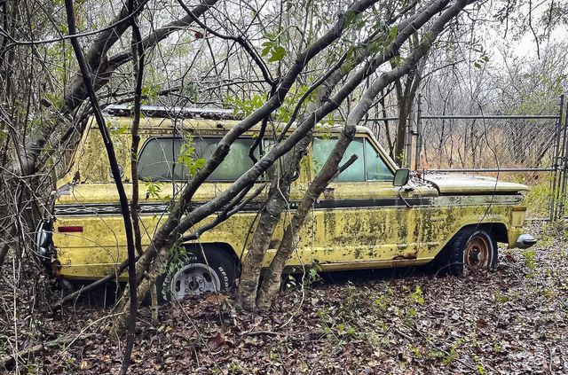 У США знайшли кладовище старих авто: крізь них буквально проросли дерева - фото 497360