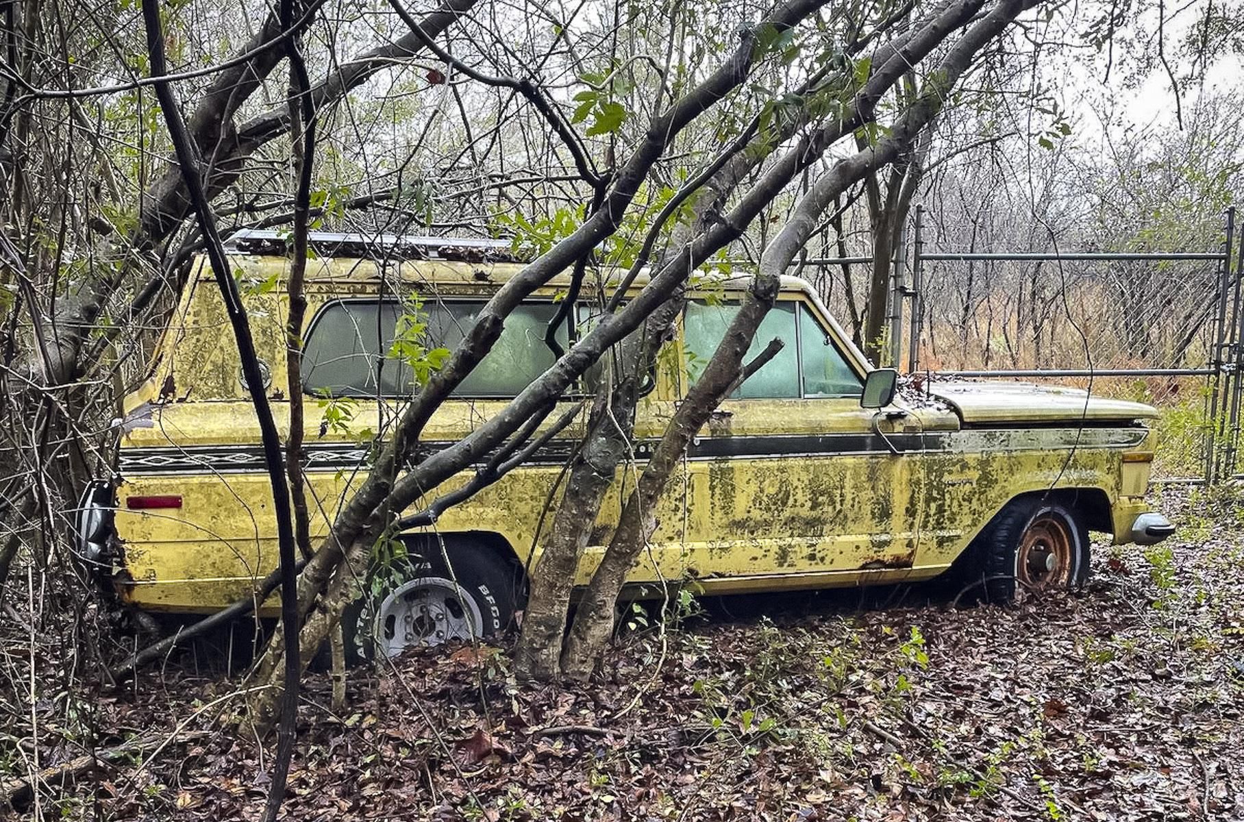 У США знайшли кладовище старих авто: крізь них буквально проросли дерева