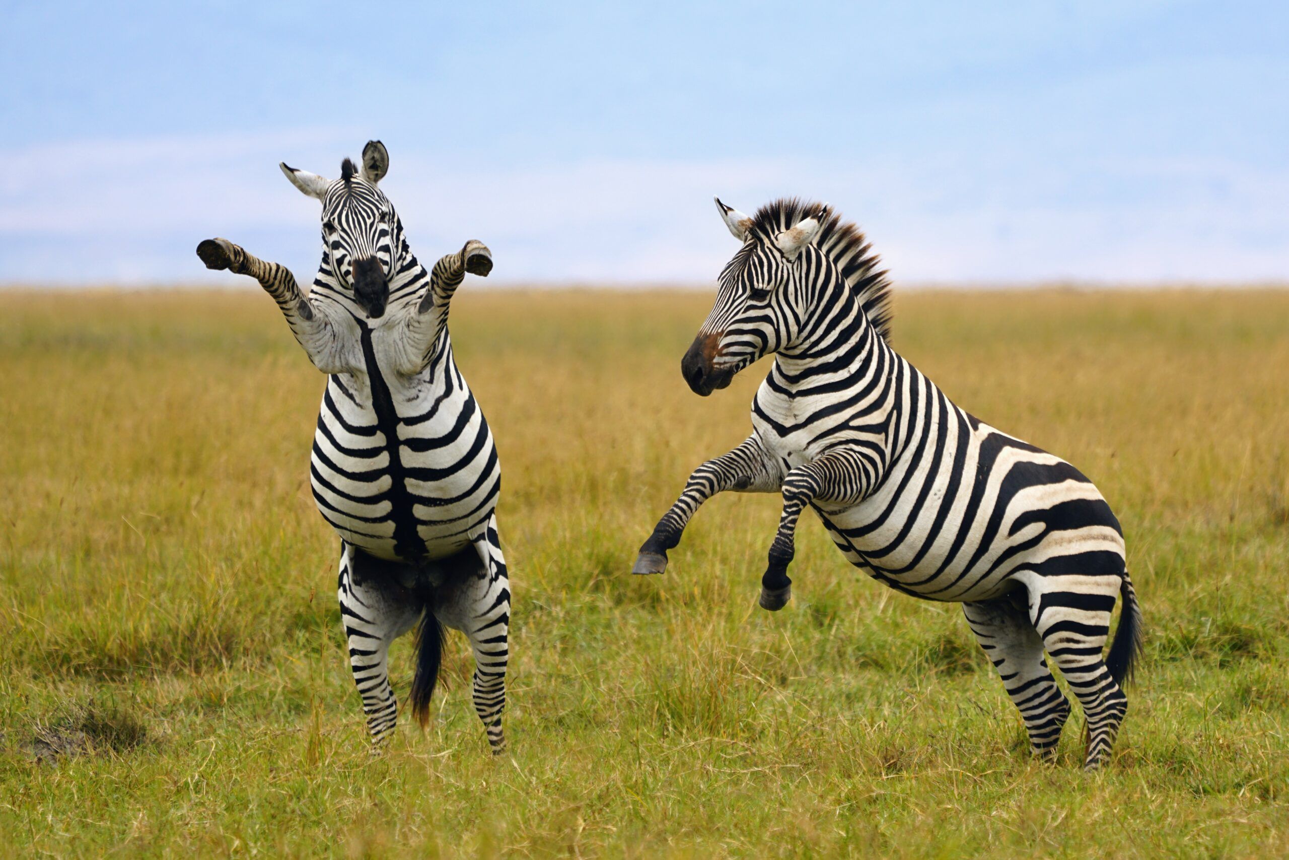 Хвилинка добра: як фото туристів можуть допомогти врятувати тварин