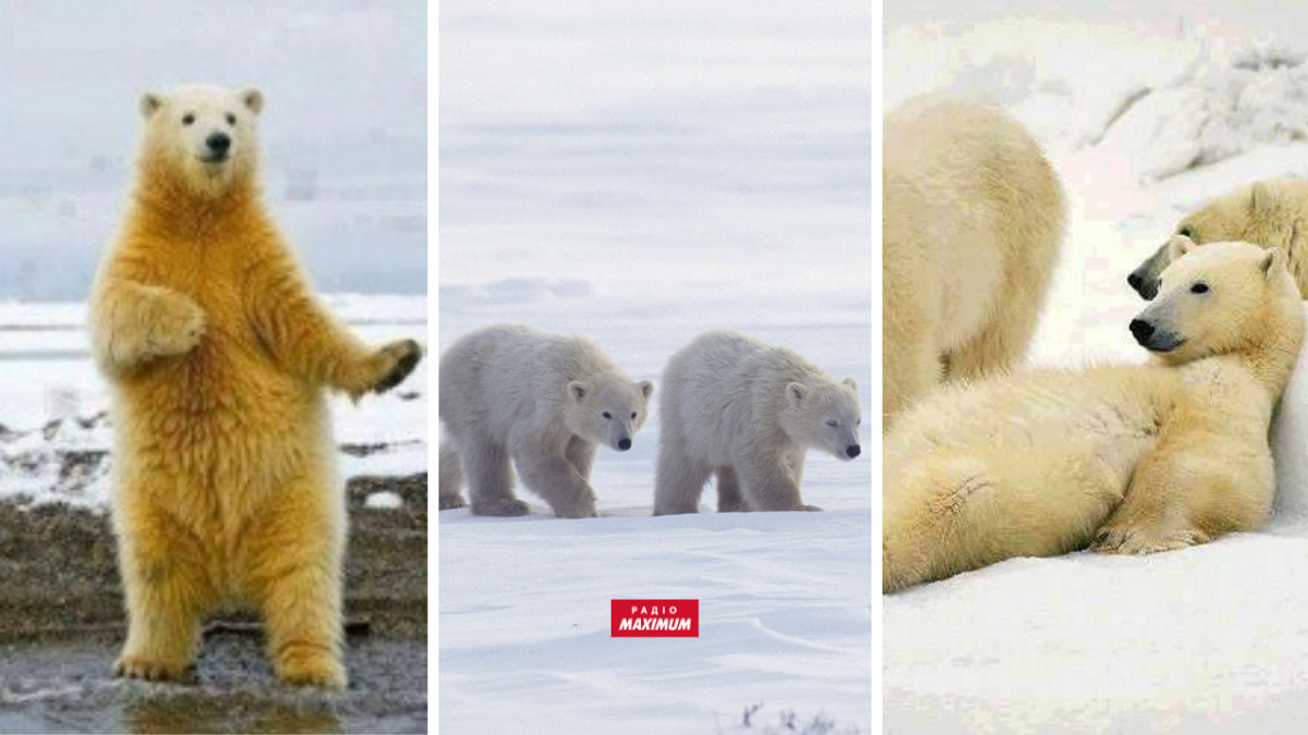 полярні ведмеді в мемах - фото 1
