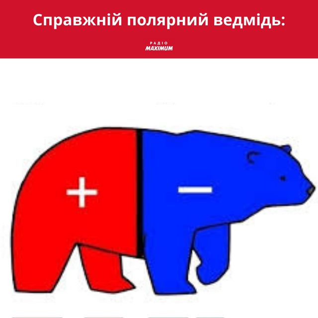 Полярні ведмеді у мемах: 10 веселих картинок на всі випадки життя - фото 498497