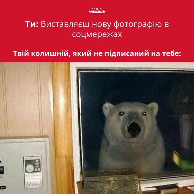 Полярні ведмеді у мемах: 10 веселих картинок на всі випадки життя - фото 498499