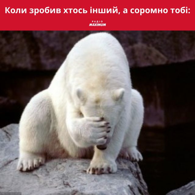 Полярні ведмеді у мемах: 10 веселих картинок на всі випадки життя - фото 498500