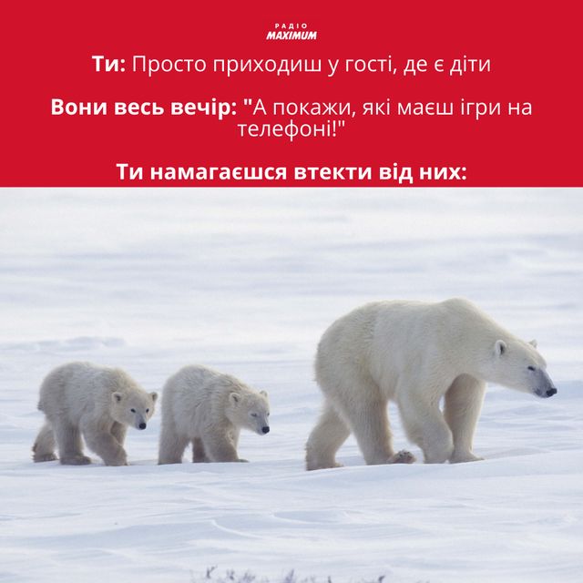 Полярні ведмеді у мемах: 10 веселих картинок на всі випадки життя - фото 498501