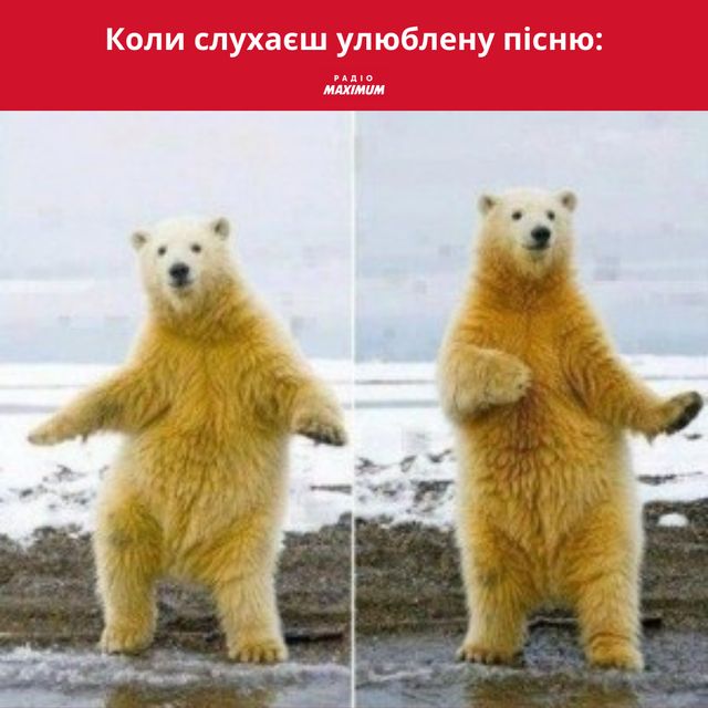 Полярні ведмеді у мемах: 10 веселих картинок на всі випадки життя - фото 498503
