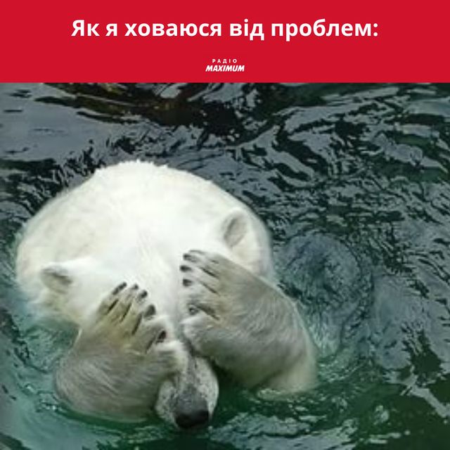 Полярні ведмеді у мемах: 10 веселих картинок на всі випадки життя - фото 498504