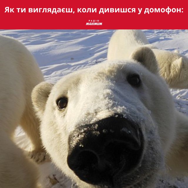 Полярні ведмеді у мемах: 10 веселих картинок на всі випадки життя - фото 498505