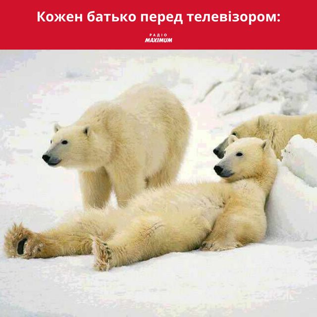 Полярні ведмеді у мемах: 10 веселих картинок на всі випадки життя - фото 498506