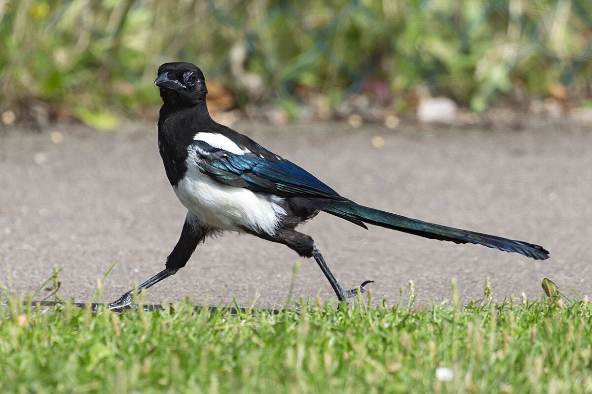 Учені прикріпили до сорок датчики для стеження, але птахи виявилися розумнішими