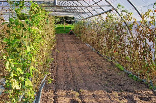 Місячний посівний календар на травень 2022: коли і що садити - фото 498592