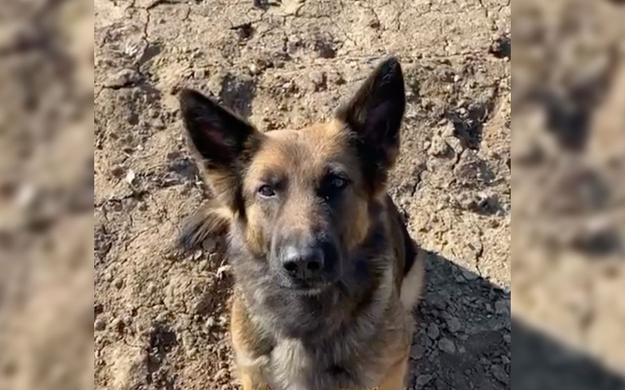 Службовий пес послав російський корабель у відомому напрямку - фото 1