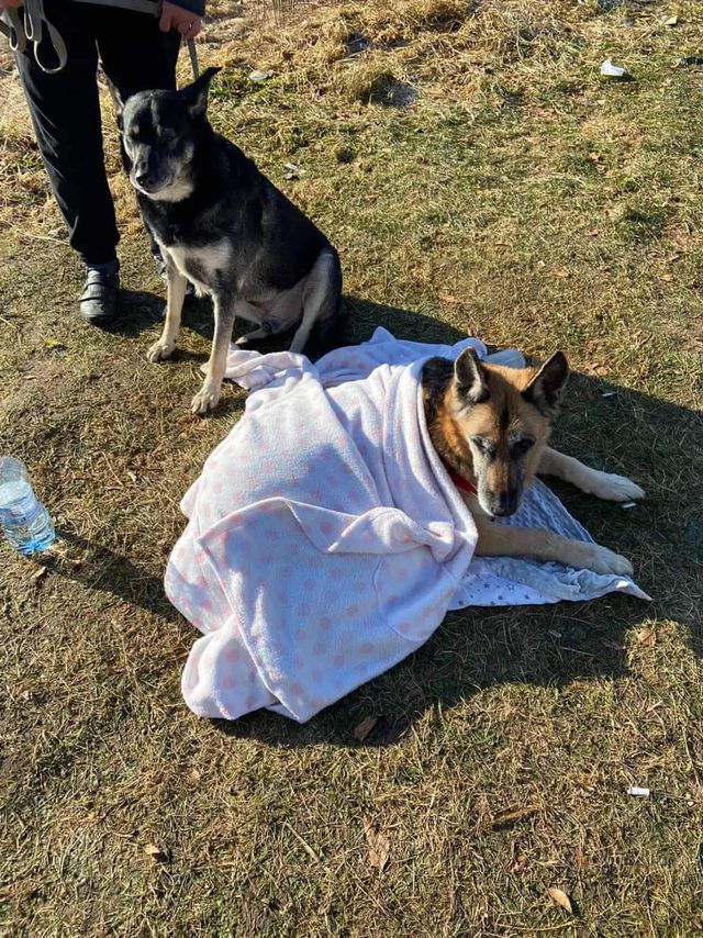 Українська сім'я несла великого собаку 17 кілометрів, щоб перетнути з ним кордон - фото 500412