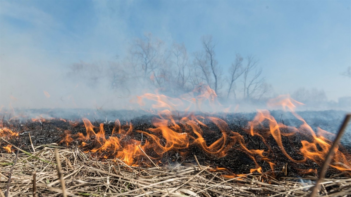 У Львові закликали не спалювати суху траву - фото 1