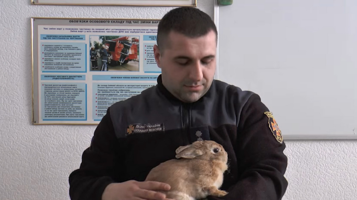 Кролика врятували рятувальники у Харкові - фото 1