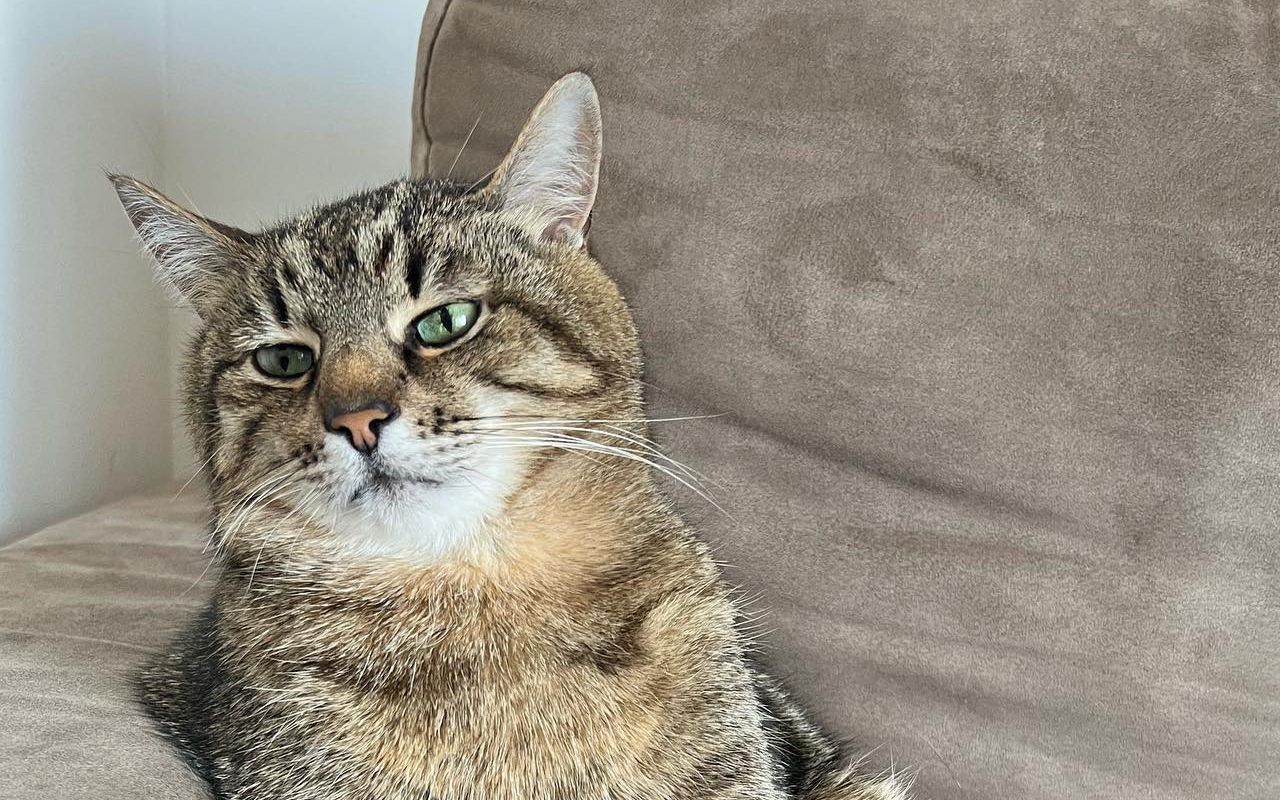 Кіт Степан зібрав 10 тисяч доларів на допомогу для тварин в Україні