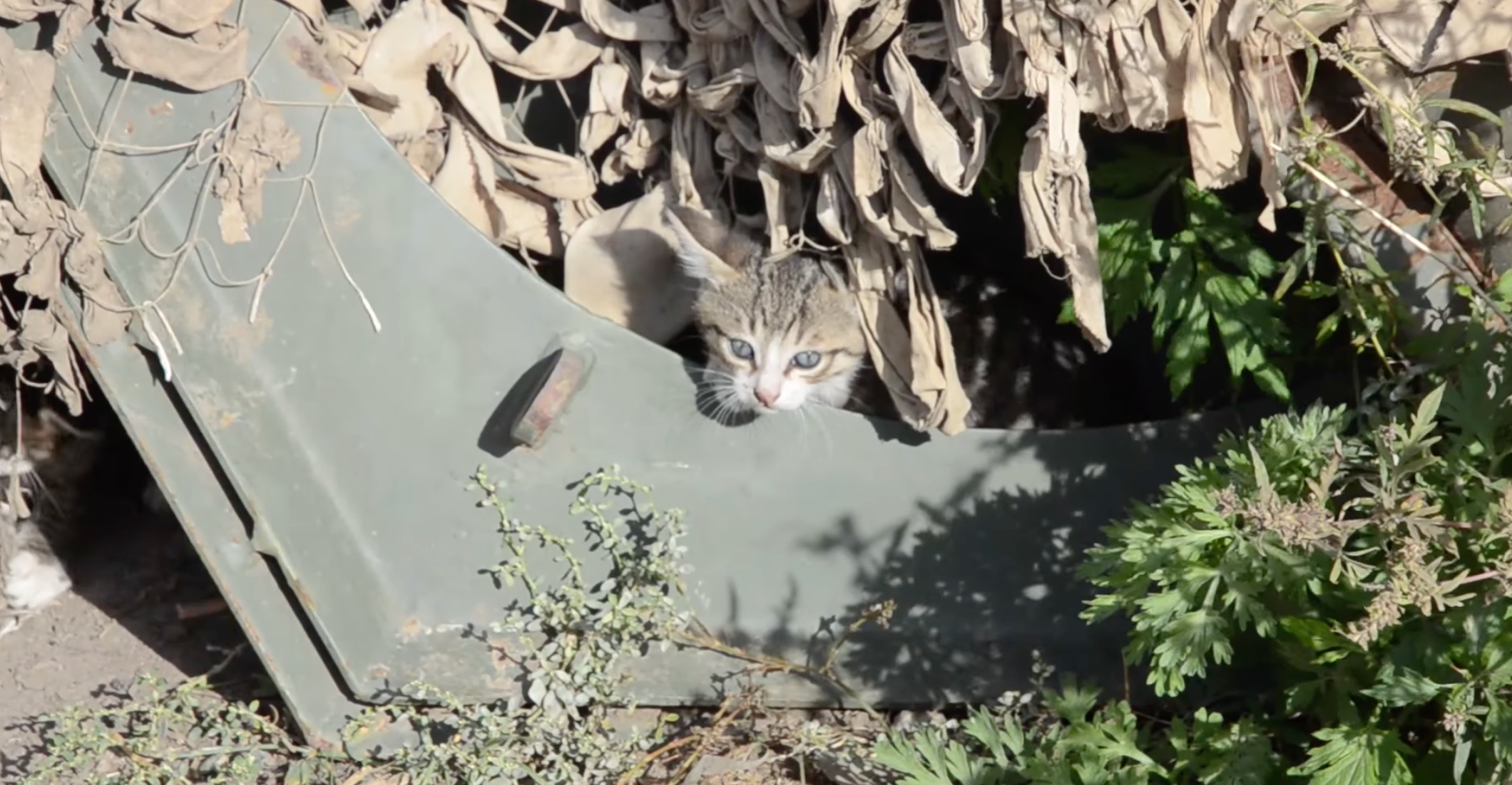 Пухнасті побратими: мережу підкорює відео, яке опублікували українські військові - фото 1