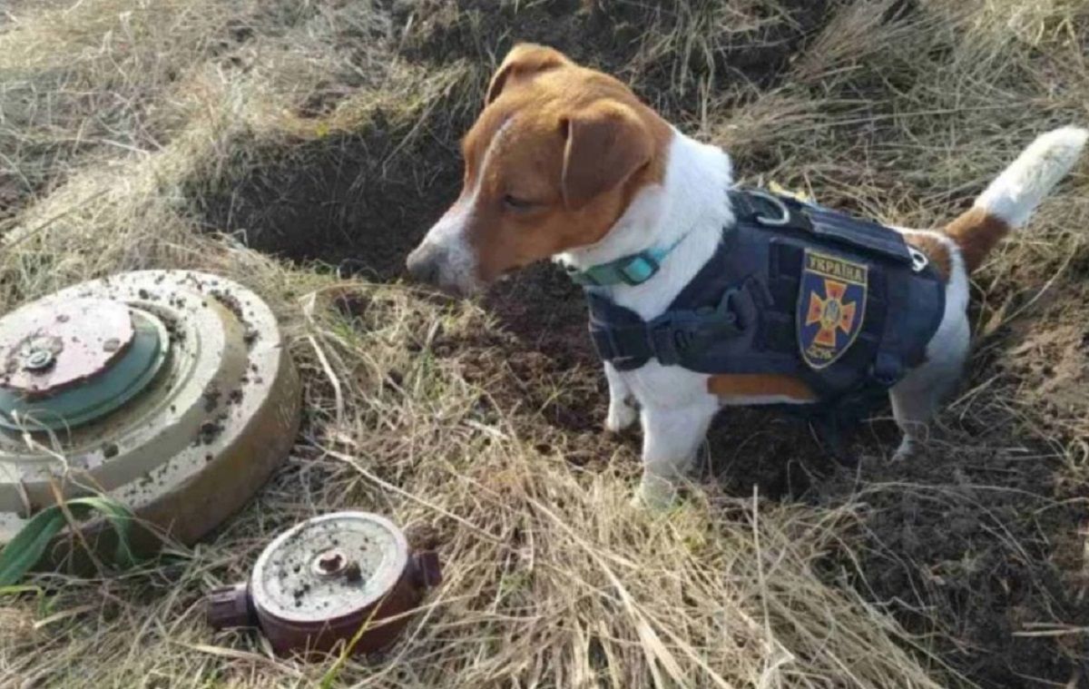 Чарівний пес Патрон - фото 1