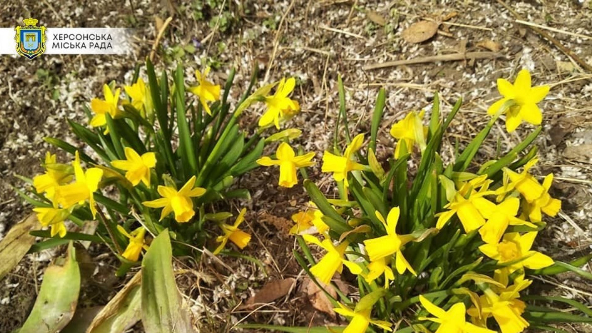 Весна настала, попри окупацію: у дендропарку в Херсоні зацвіли перші квіти - фото 1