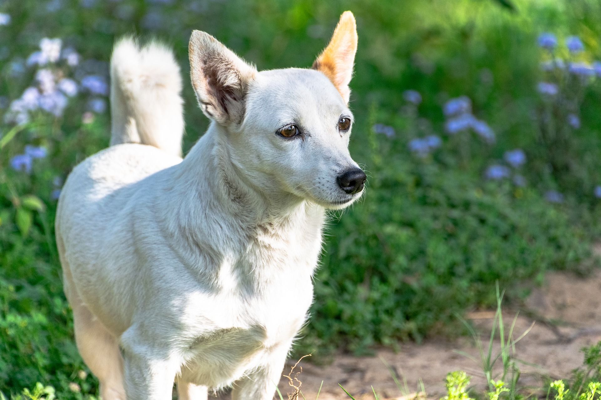 Зоозахисники розповіли, як вигулювати собаку в воєнних умовах - фото 1
