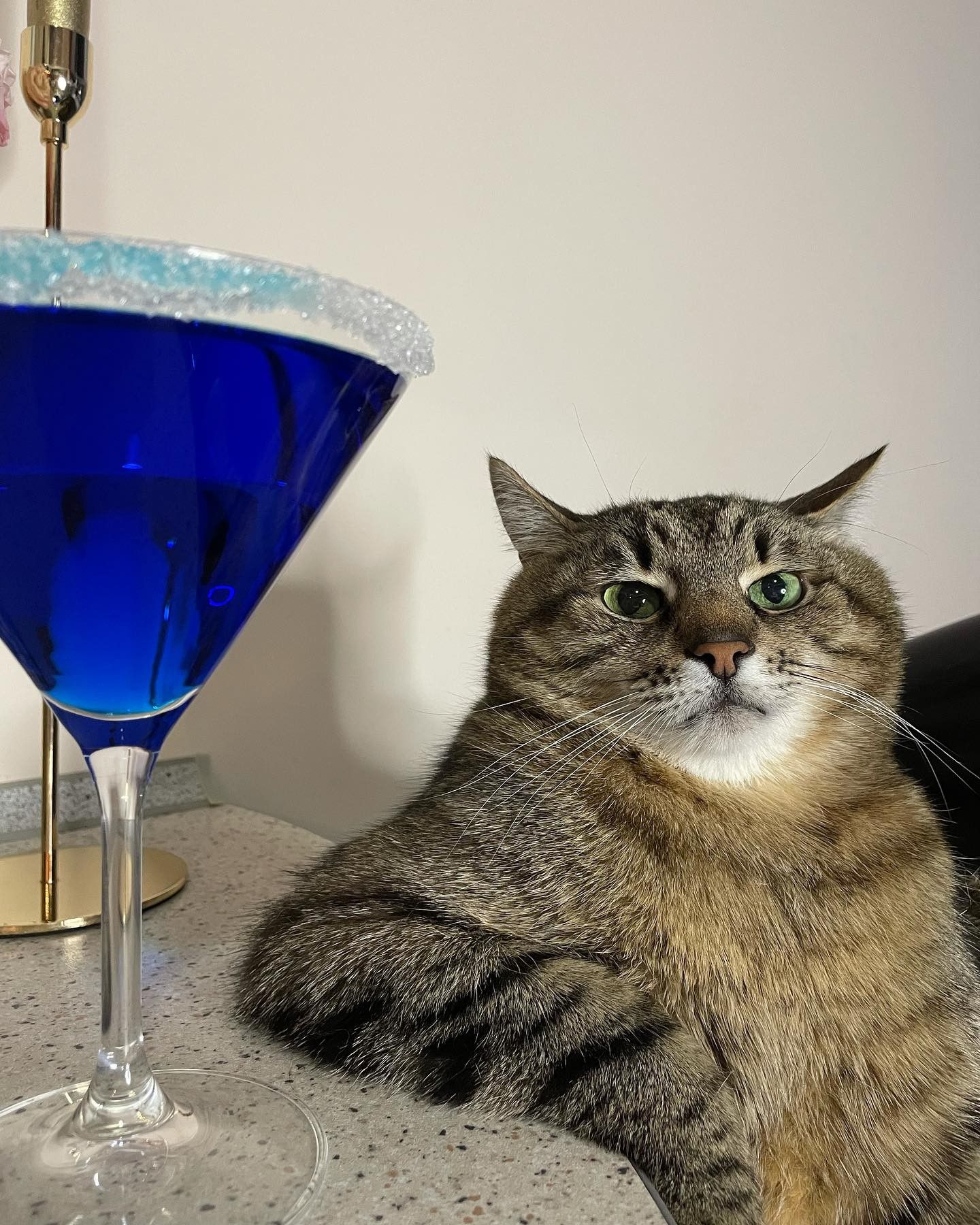 Зірка з Харкова: кіт Степана став номінантом найпрестижнішої премії в серед інфлюенсерів