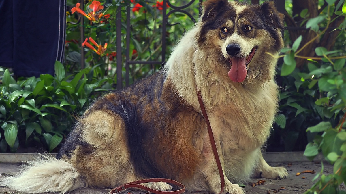 3 правила, як вигулювати собак під час тривалої комендантської години - фото 1