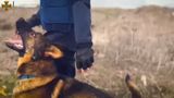 Рятувальники показали німецьку вівчарку Харті: що входить до її обов'язків