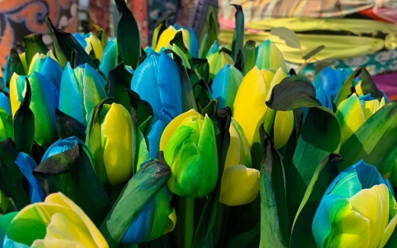 Нідерланди вивели синьо-жовті тюльпани, присвячені Україні
