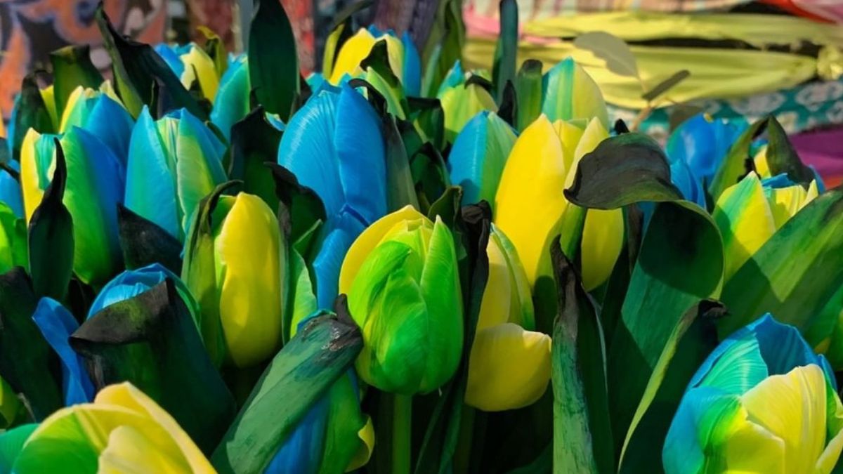 Тюльпани синьо-жовтого кольору - фото 1