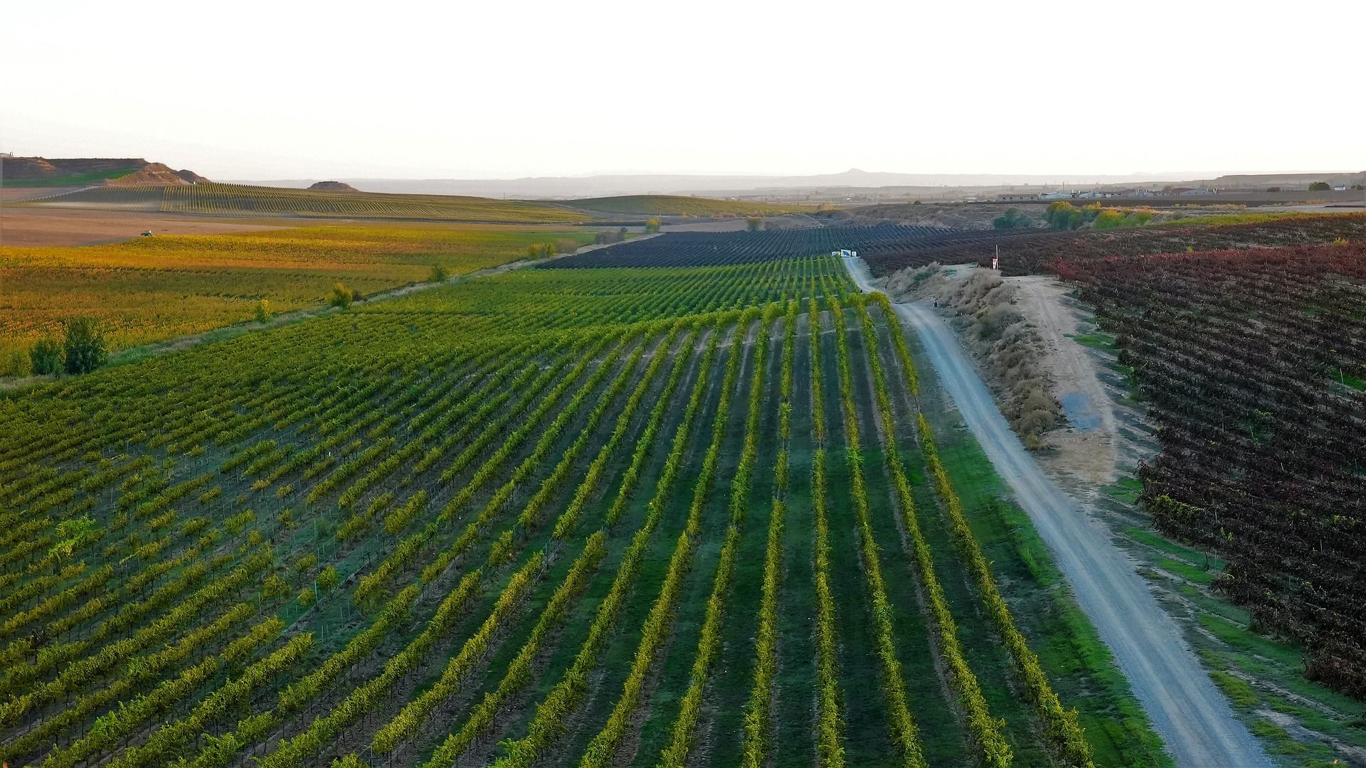 Відомо, скільки засіють земель України під час війни – Міністерство аграрної політики - фото 1