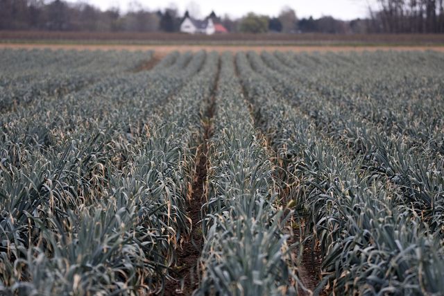 Відомо, скільки засіють земель України під час війни – Міністерство аграрної політики - фото 503044
