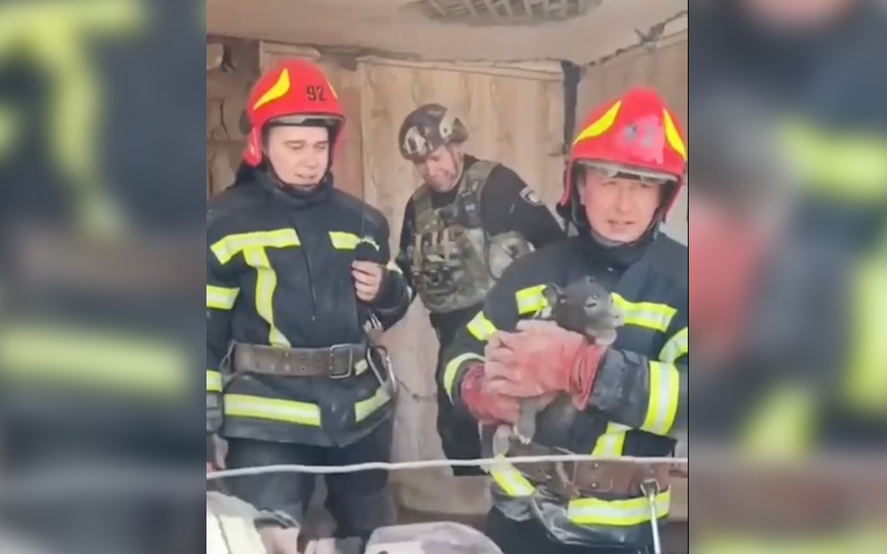 Рятувальники дістали з-під завалів цуценя: його 77-річний господар дивом залишився живим