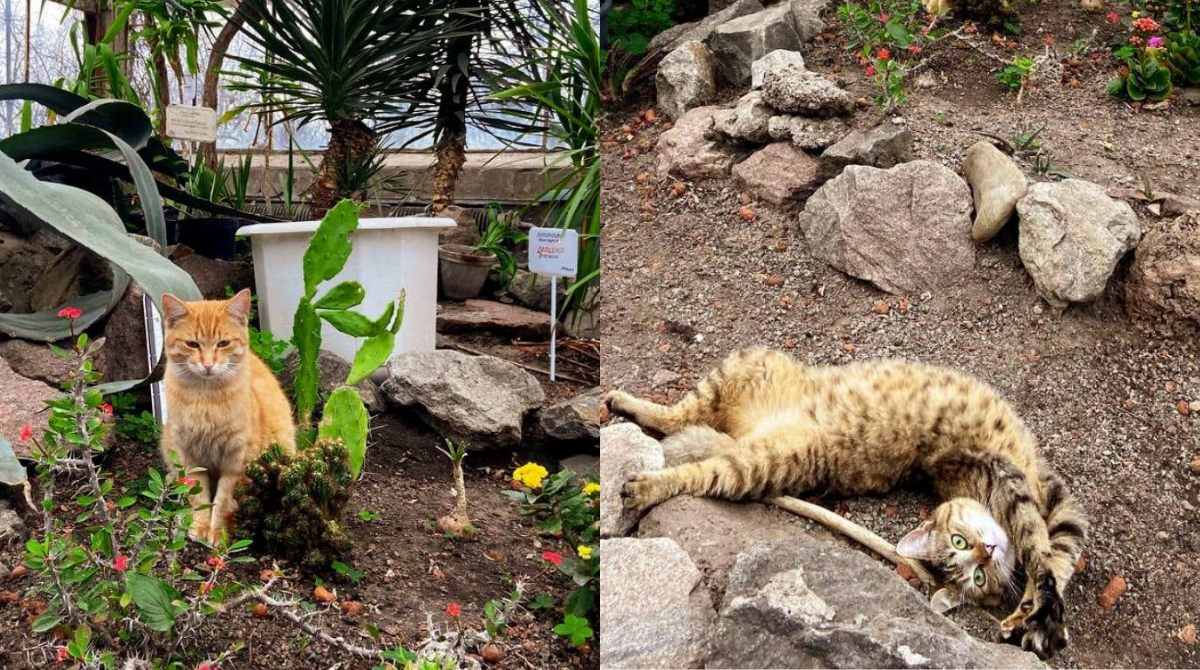 Працівники оранжереї ВДНГ показали, як вперше за 10 років зацвіла хурма - фото 1