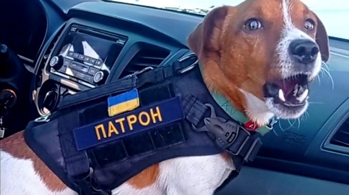 Мережа в захваті від Патрона: ДСНС показали ілюстрації сміливого песика